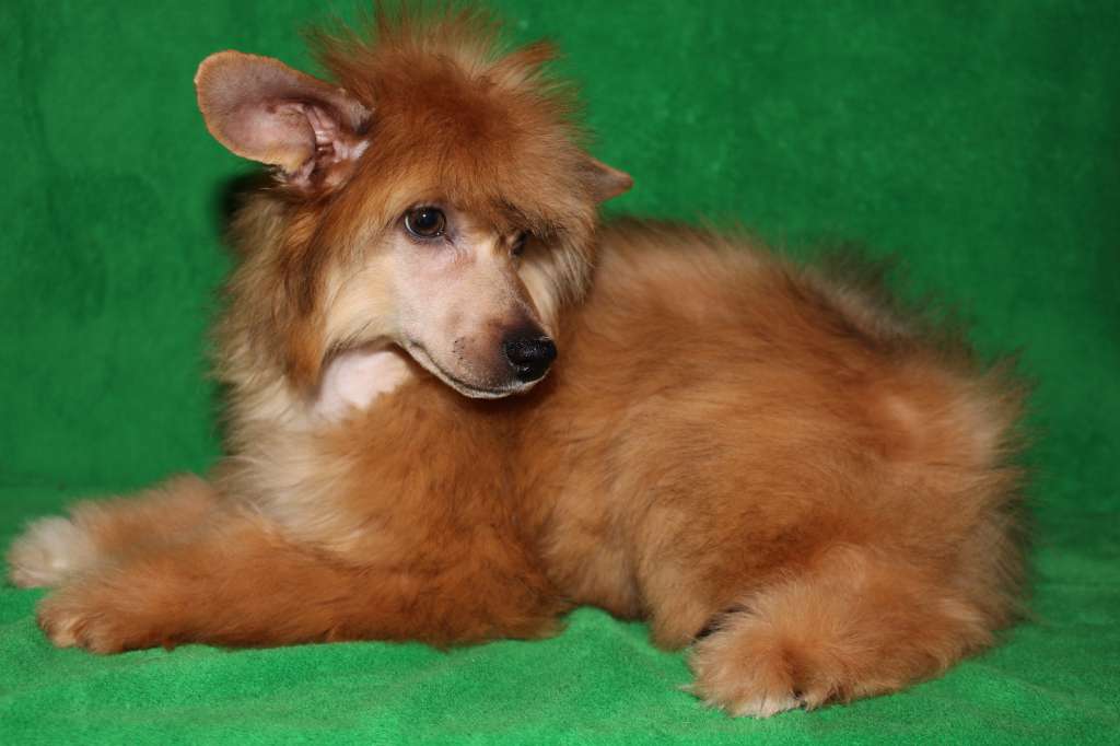 Oh My God de Fageiro