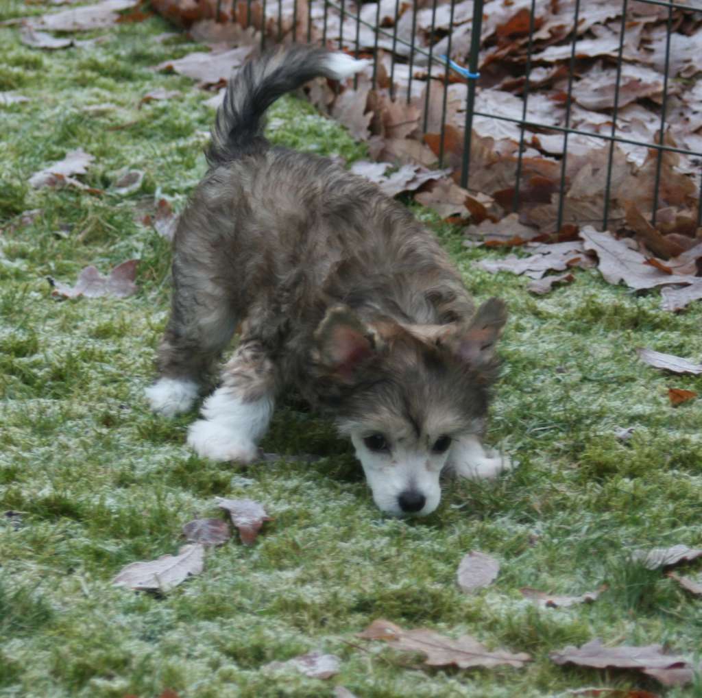 Lohamras Georgia On My Mind