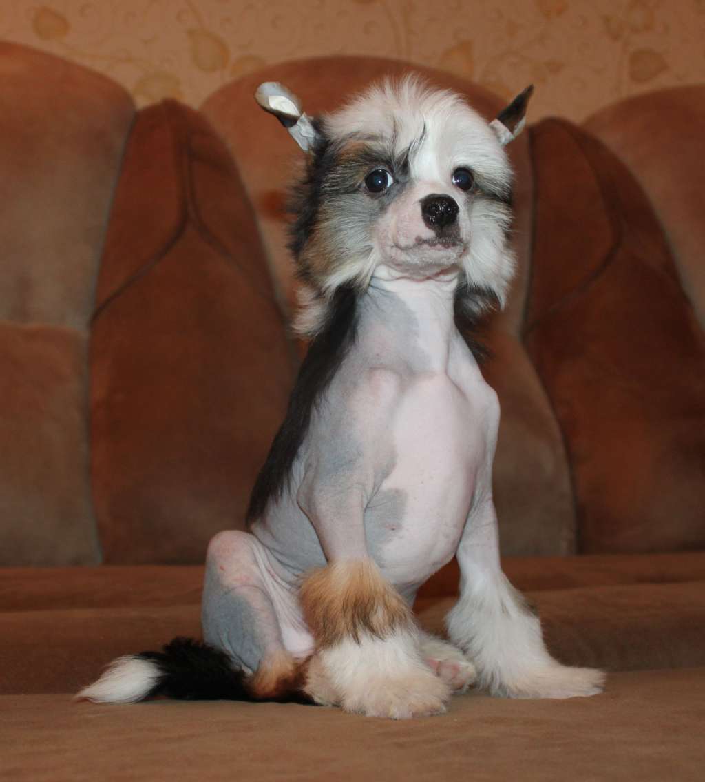 Daring Rufus Knox Iz Clana Timurlana