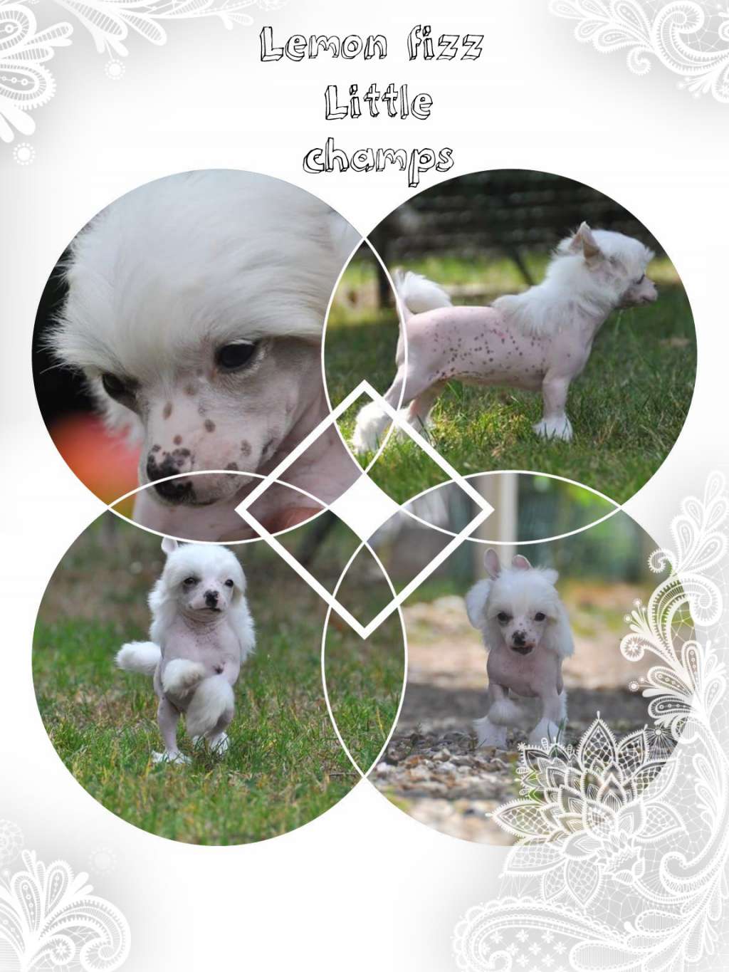 Lemon Fizz Little Champs