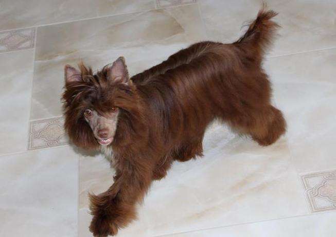 Legion Of Dream Merci Wild Flower For Ovatii