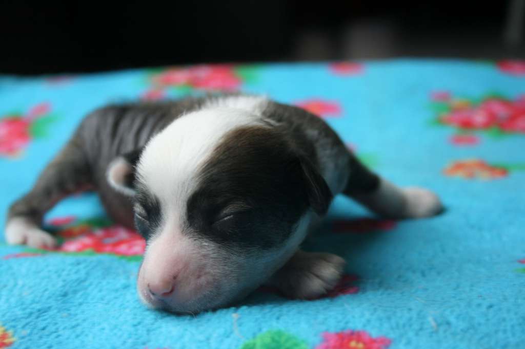 Dresscode-Zero Oreo The Cookie Monster