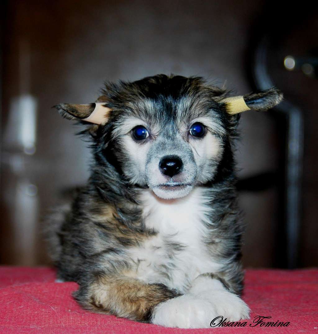 Star Show Bon Ami Dilon