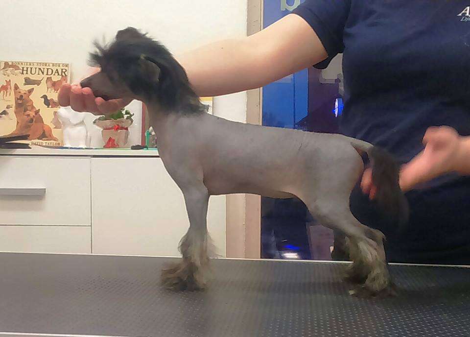 Kalimera's Bahama Beach Boy