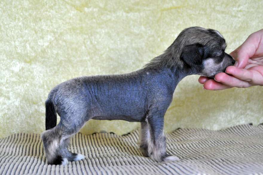 Kalimera's Greek Gaia To Nuts About