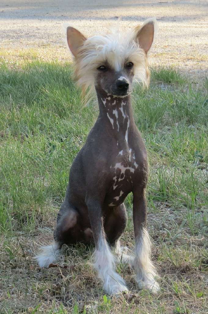 Xcel's Fairway Indecent Player