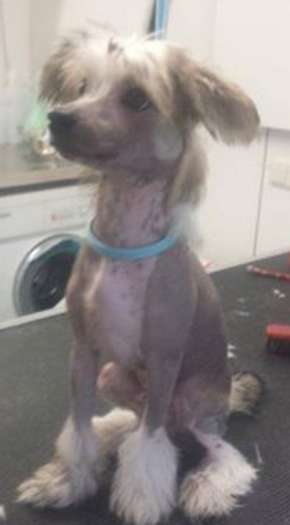 Cat's China Dogs Story Special