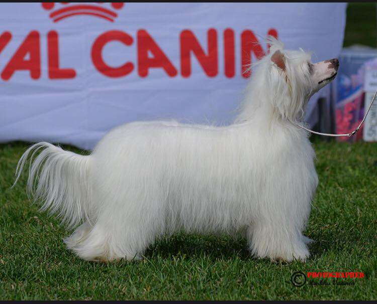 Valanyan Stars Inya Eyes