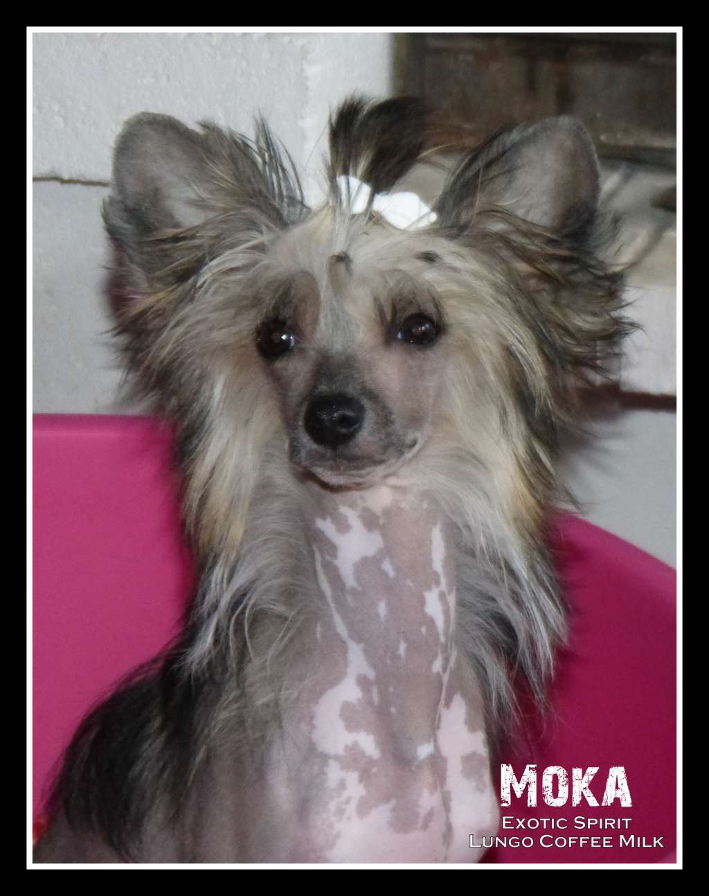 Exotic Spirit Lungo Coffee Milk