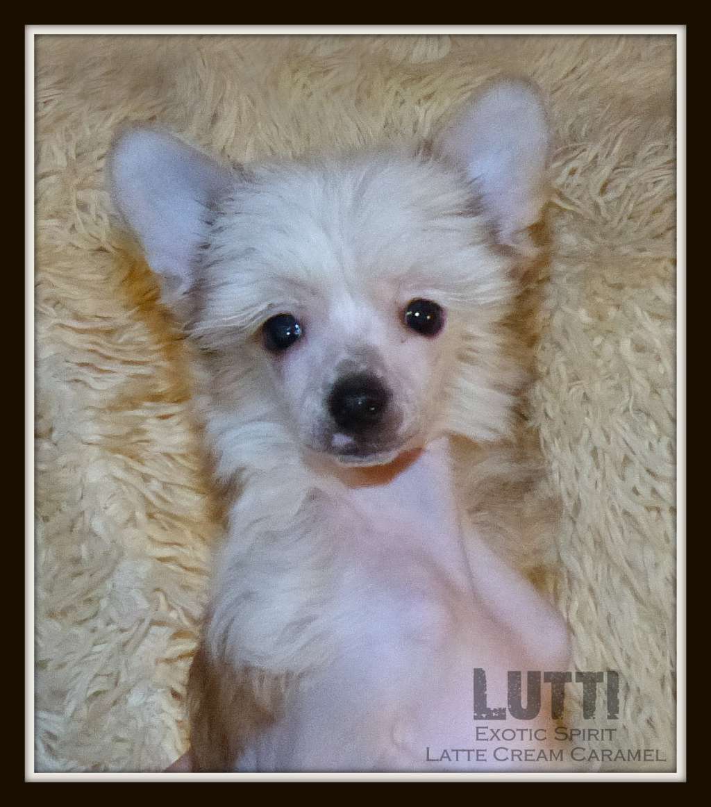 Exotic Spirit Latte Cream Caramel