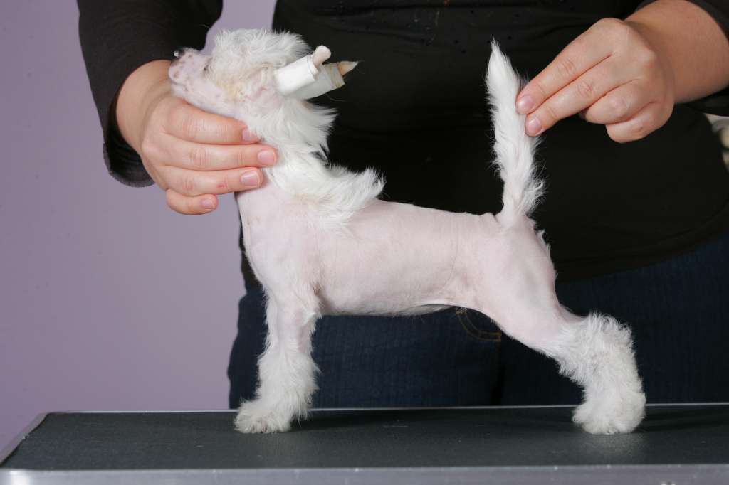 Famrus Magical Fergie