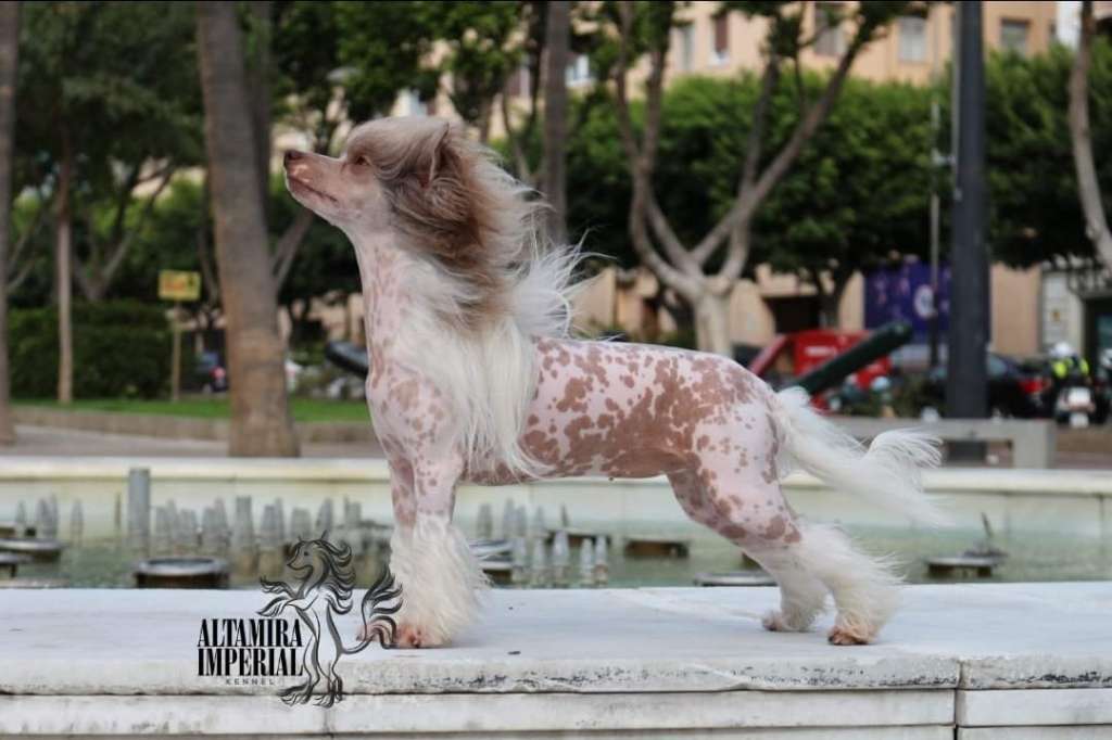 Bella Constanta Dancing Queen Altamira Imperial