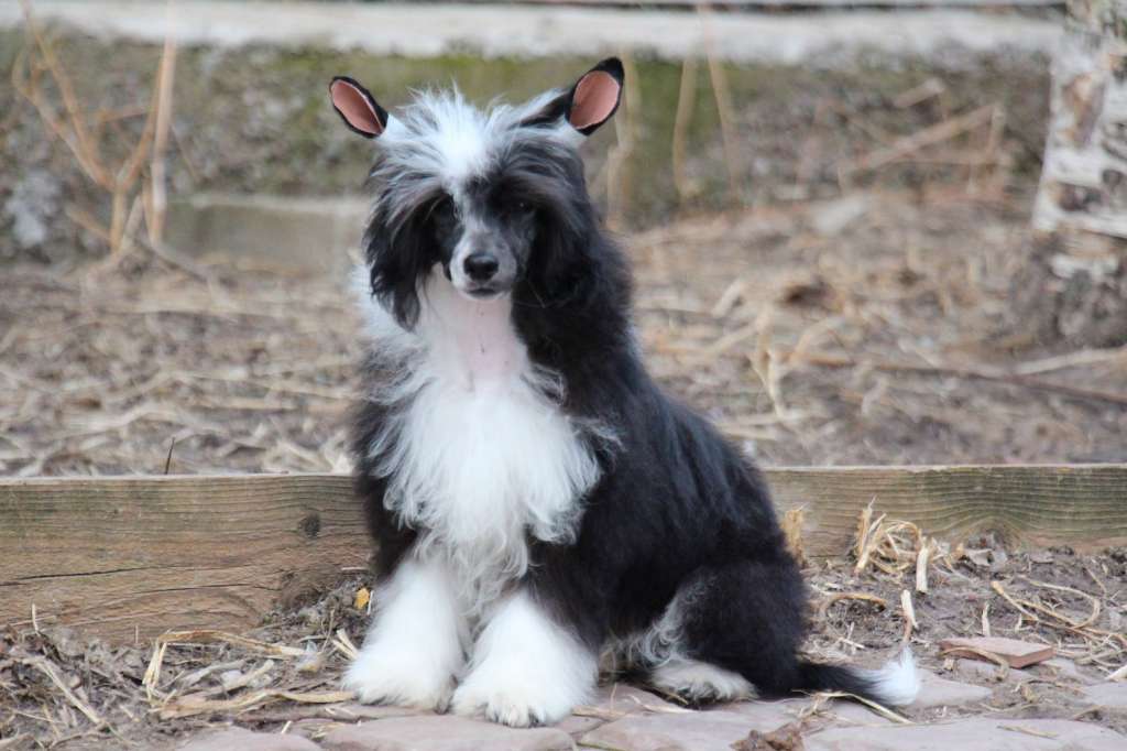 Bella Constanta Destiny of black gold