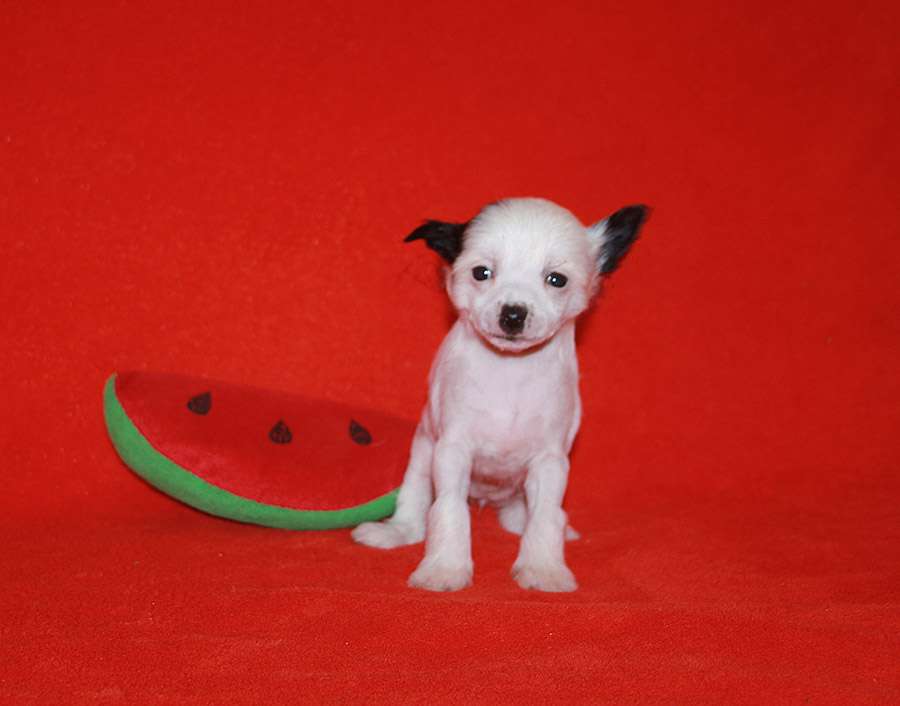 Charuyuschiy Soblazn Blan De Blan