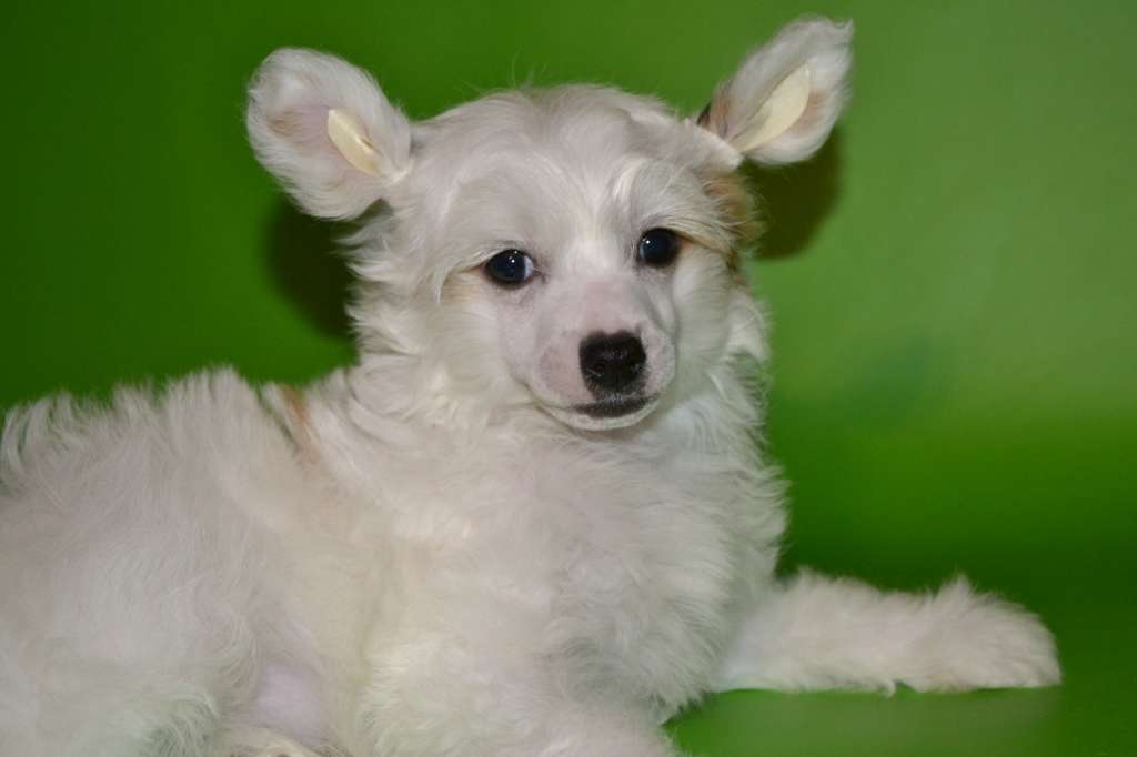 Radugnyi Mir Edelweiss Belle Fleur