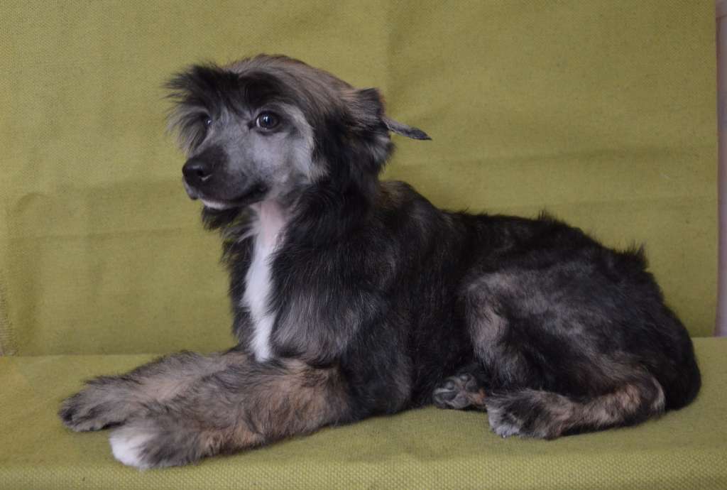 Zhasmin Bonus Westtai