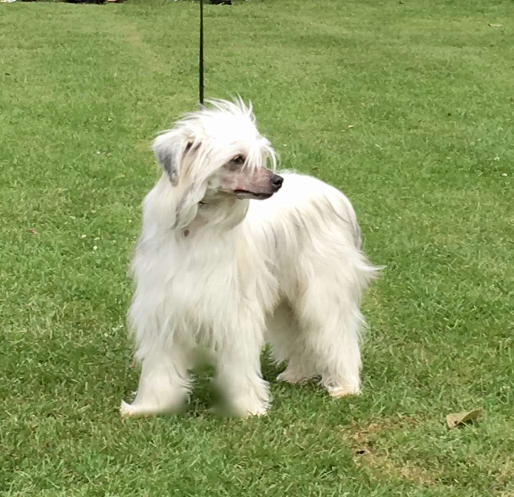 WhatsApp von Shinbashi