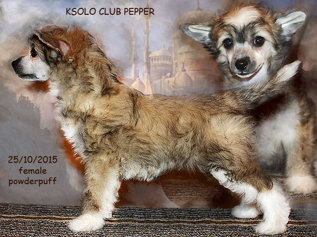 Ksolo Club Pepper