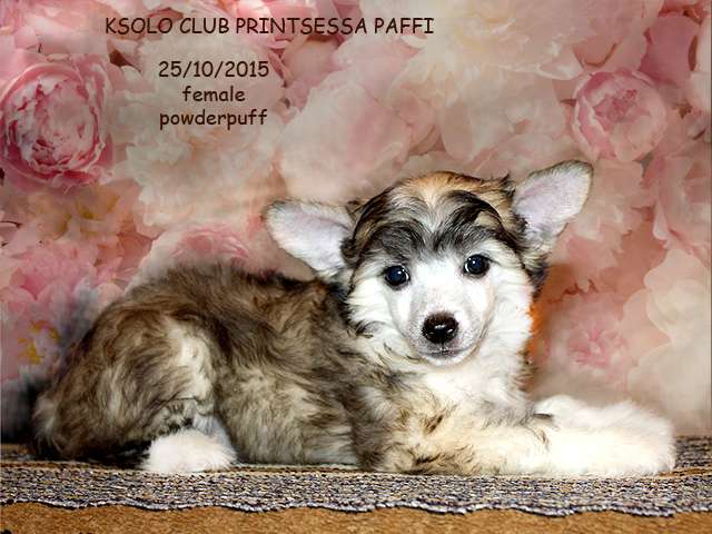 Ksolo Club Printsessa Paffi