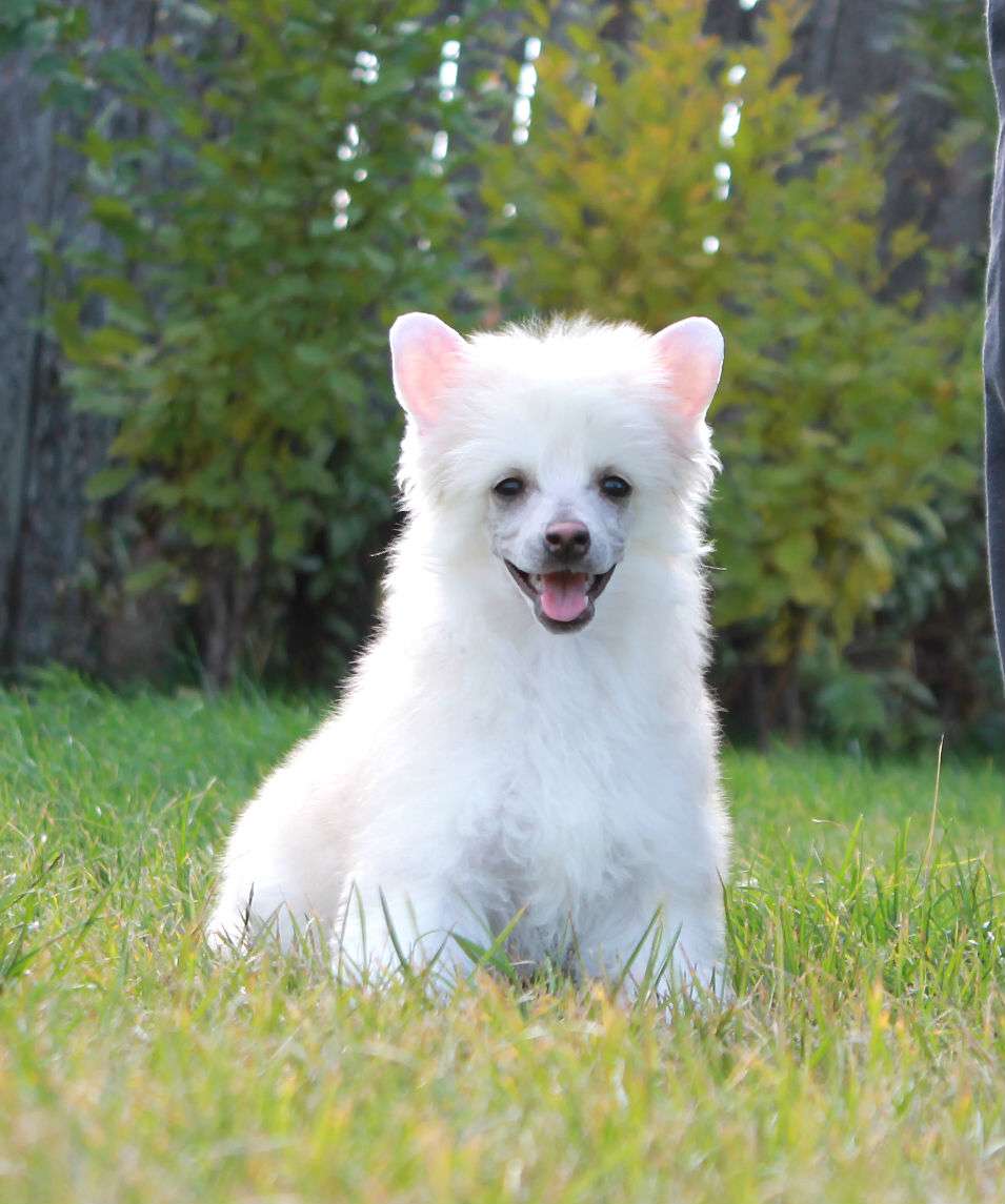 Brandrus Earsplitting Girl