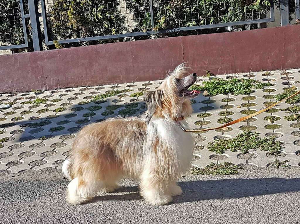 Vera Regina Mali Zmaj