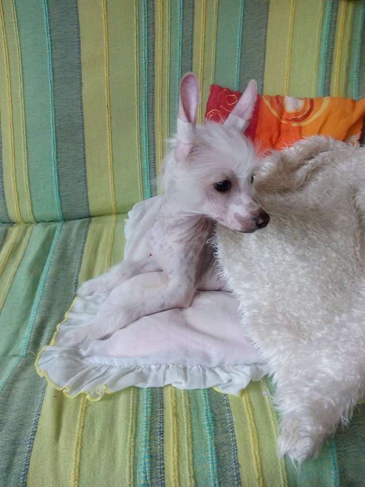 Diesel Didier Garden Roses