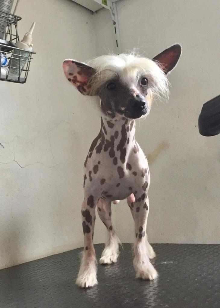 Lapinus Fire And Ice