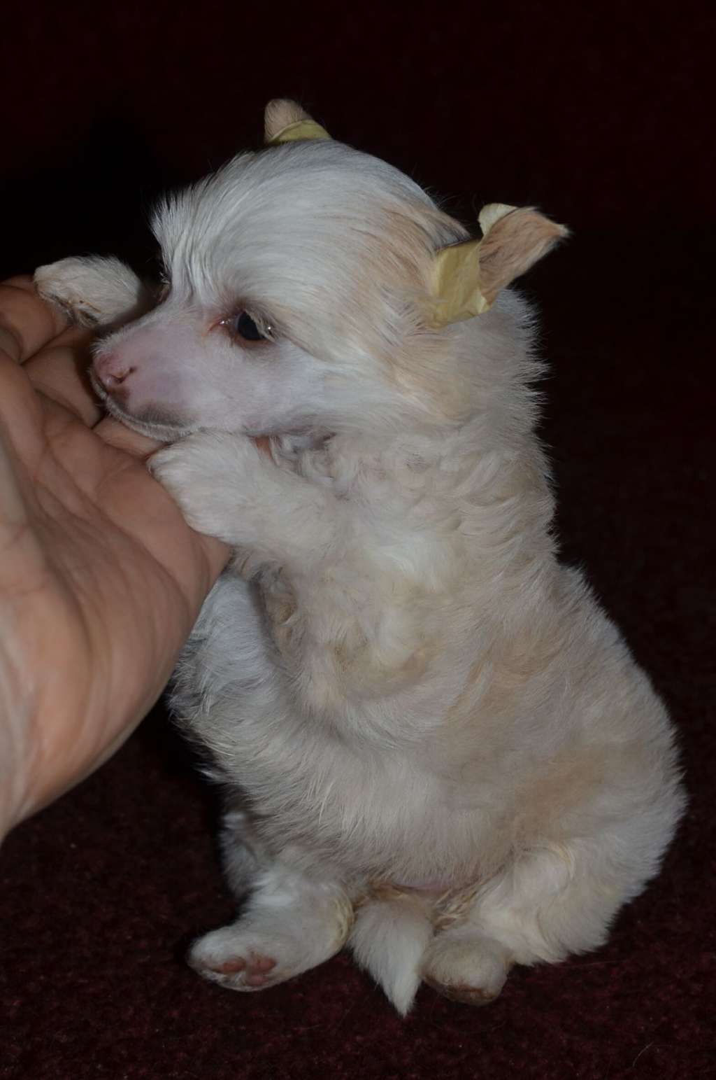 Magic of Success Olivia