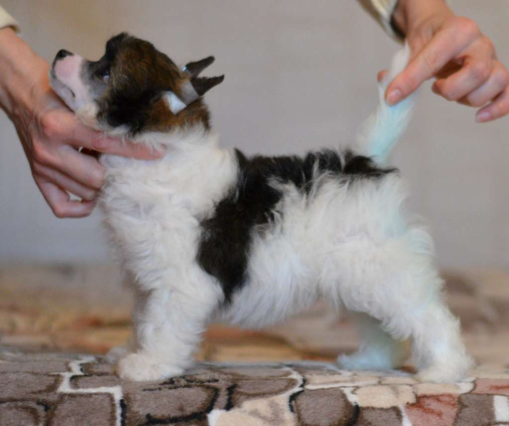 Shlyahetski Gonar Beatris