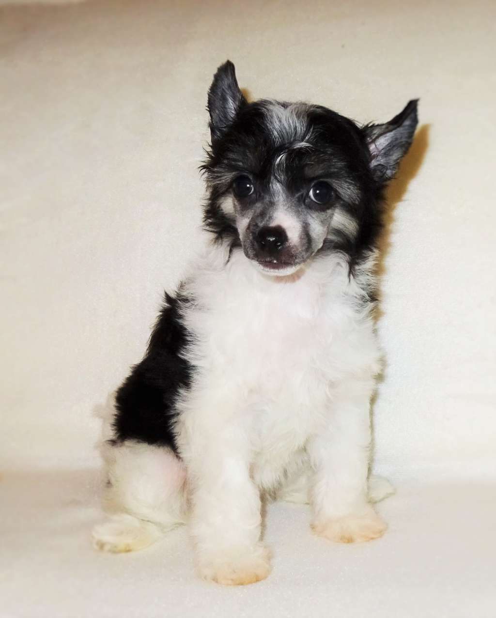 Hatimi Diamond of the Night