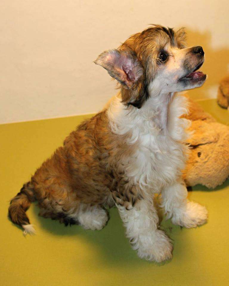 Bria Nella Cinske stesti