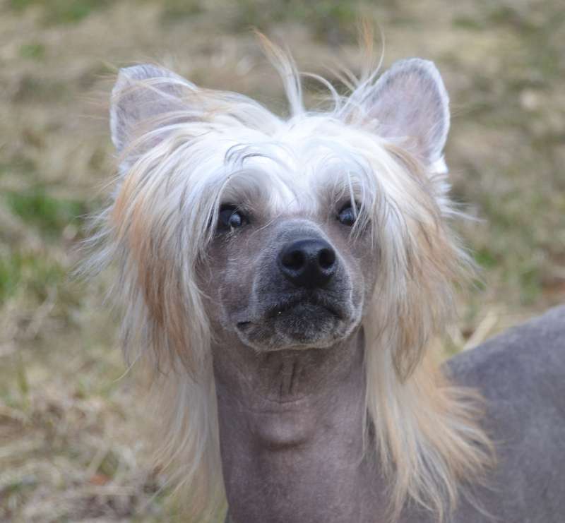 Zanevi's Happy Ending