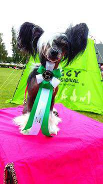 Nightstorms Beauty Is Black