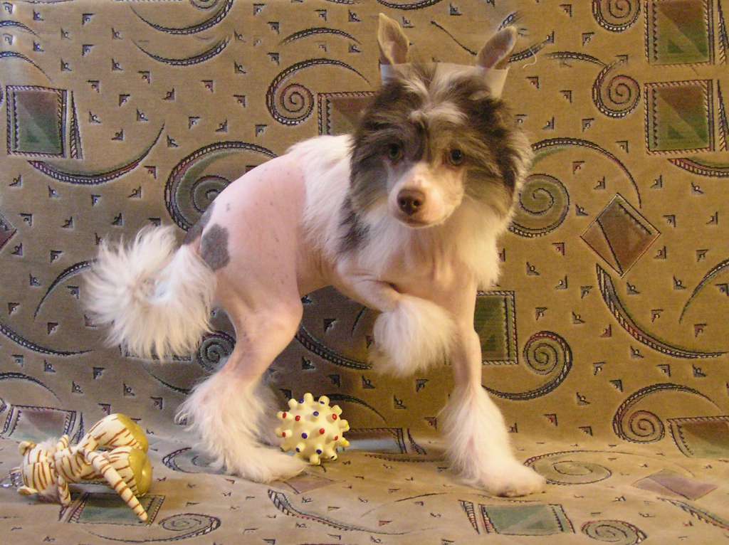 Muso Grazioso Raffi my Favorite of Fortune