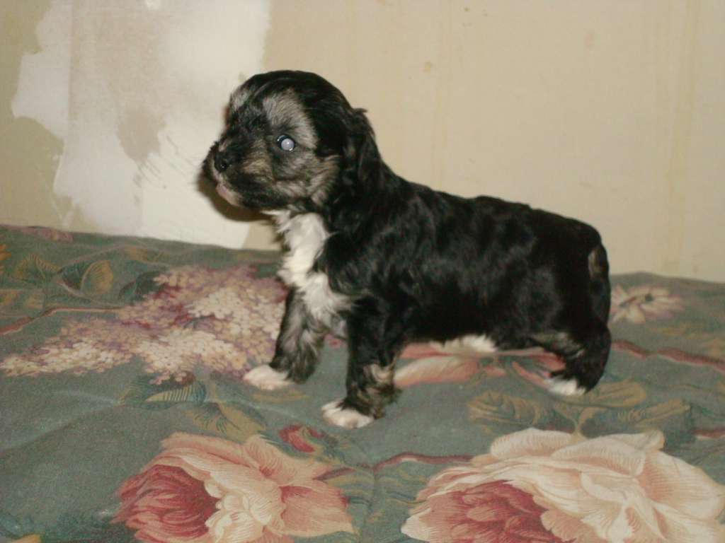 Castlecoves Joust A Temptress