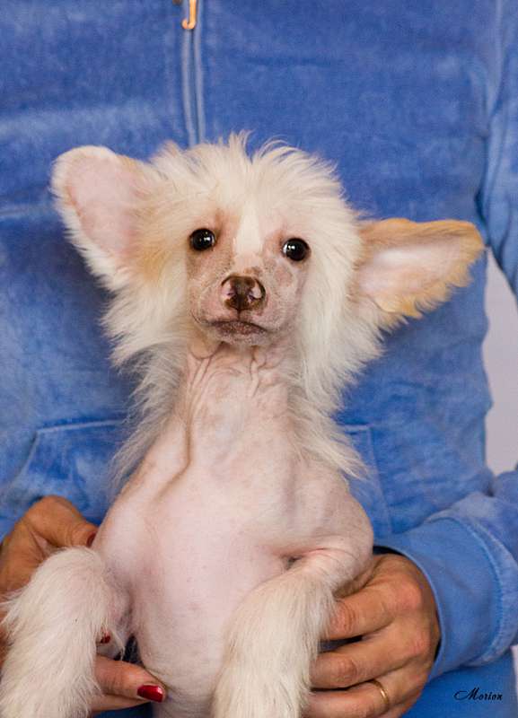 Shantli Rose Aylen Fly