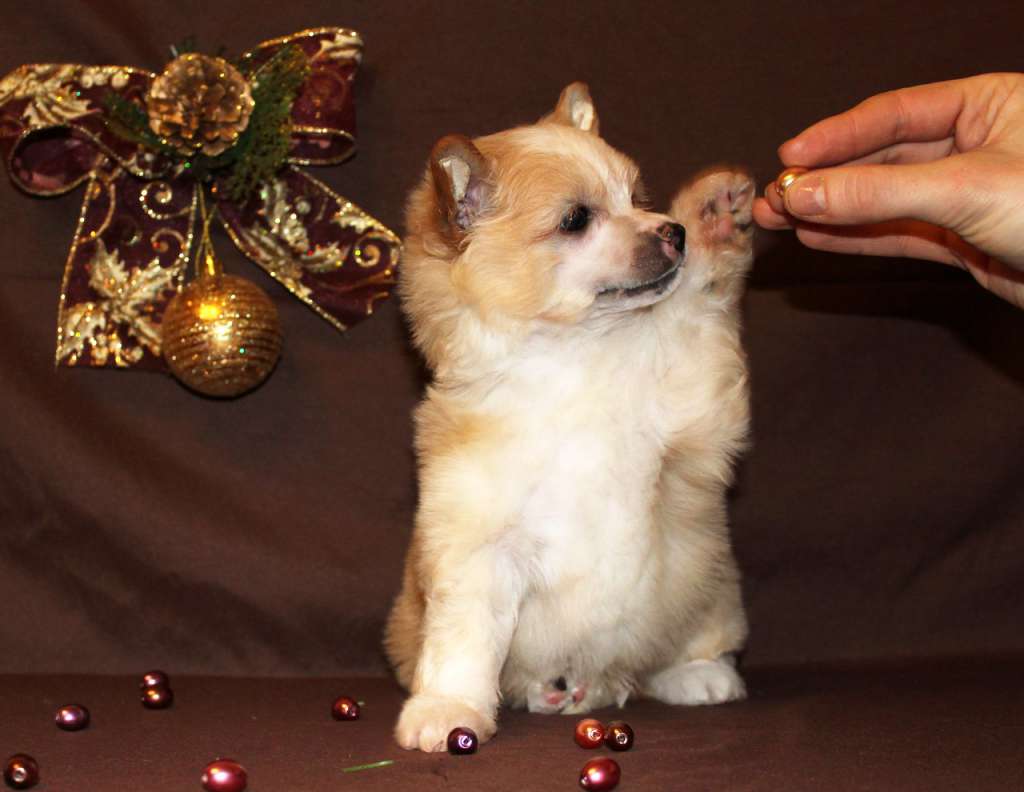 Via Della Seta Gilderoy