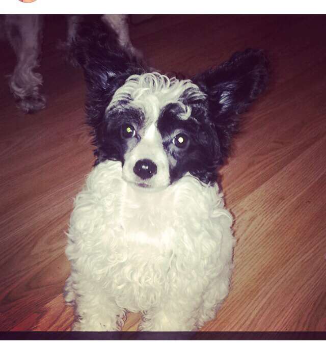 Chatorufi Mortons Miracle