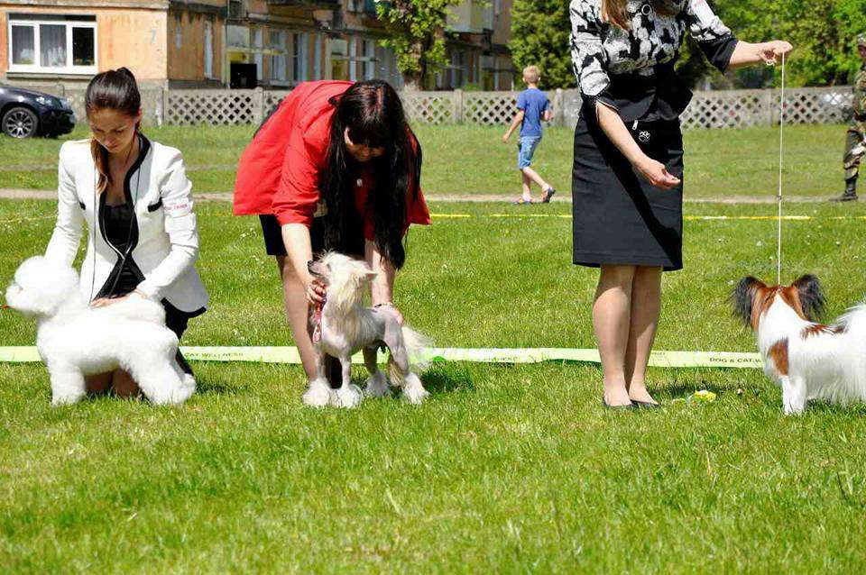 Feldeiso Legal Temptation