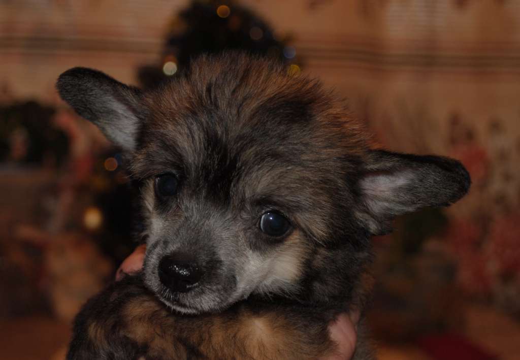 Beautiful Dream   Dom Risorto