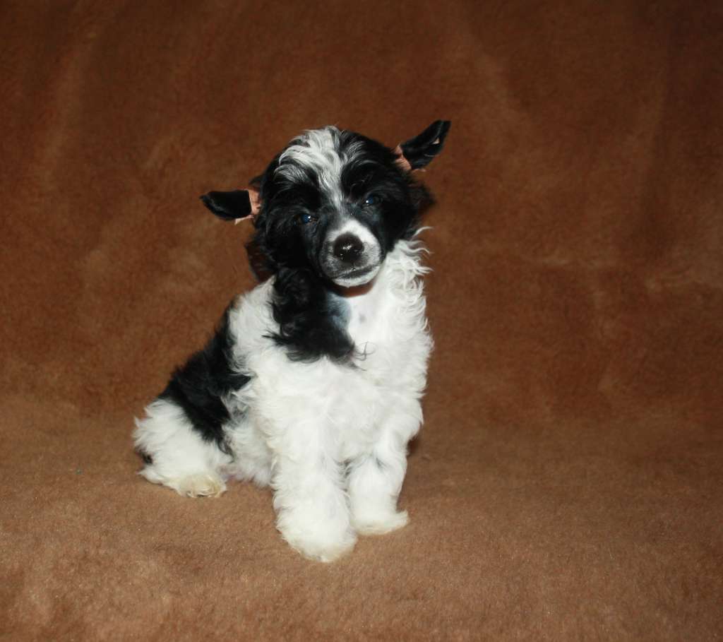 Charuyuschiy Soblazn Elay