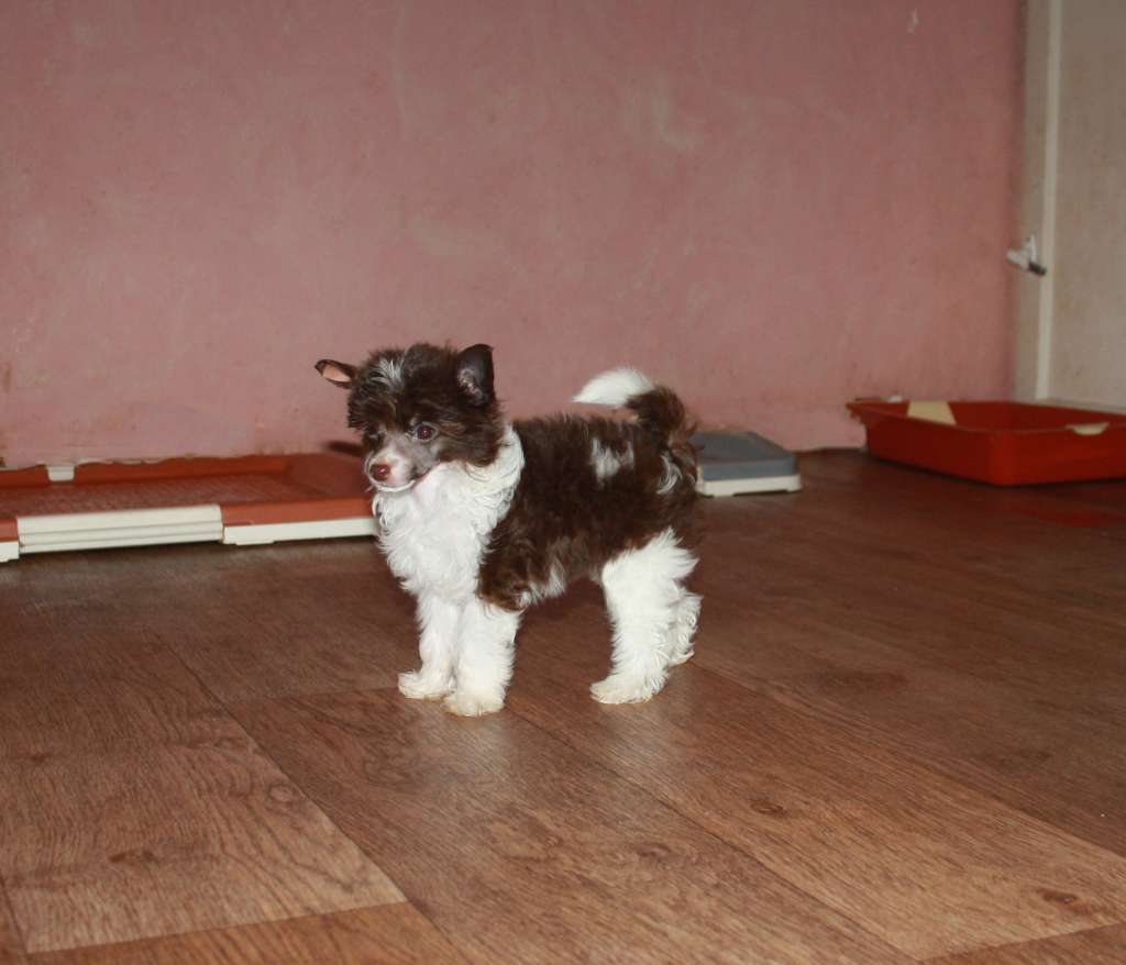 Charuyuschiy Soblazn Esmi