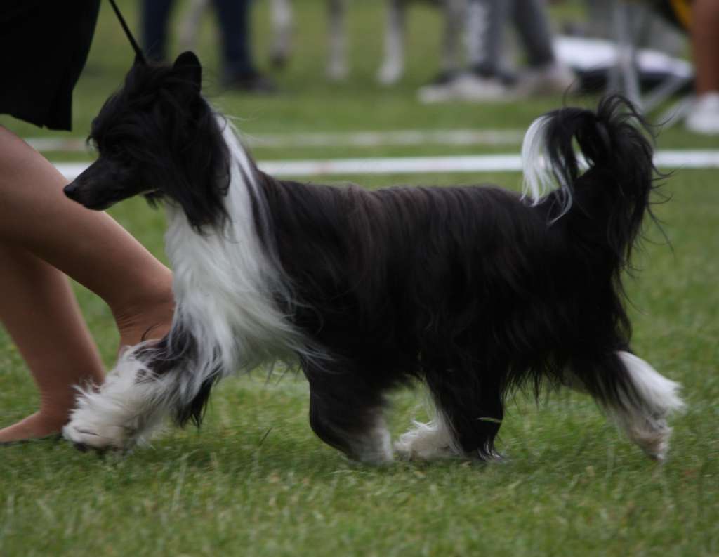 Crestilux Absolutely Alright