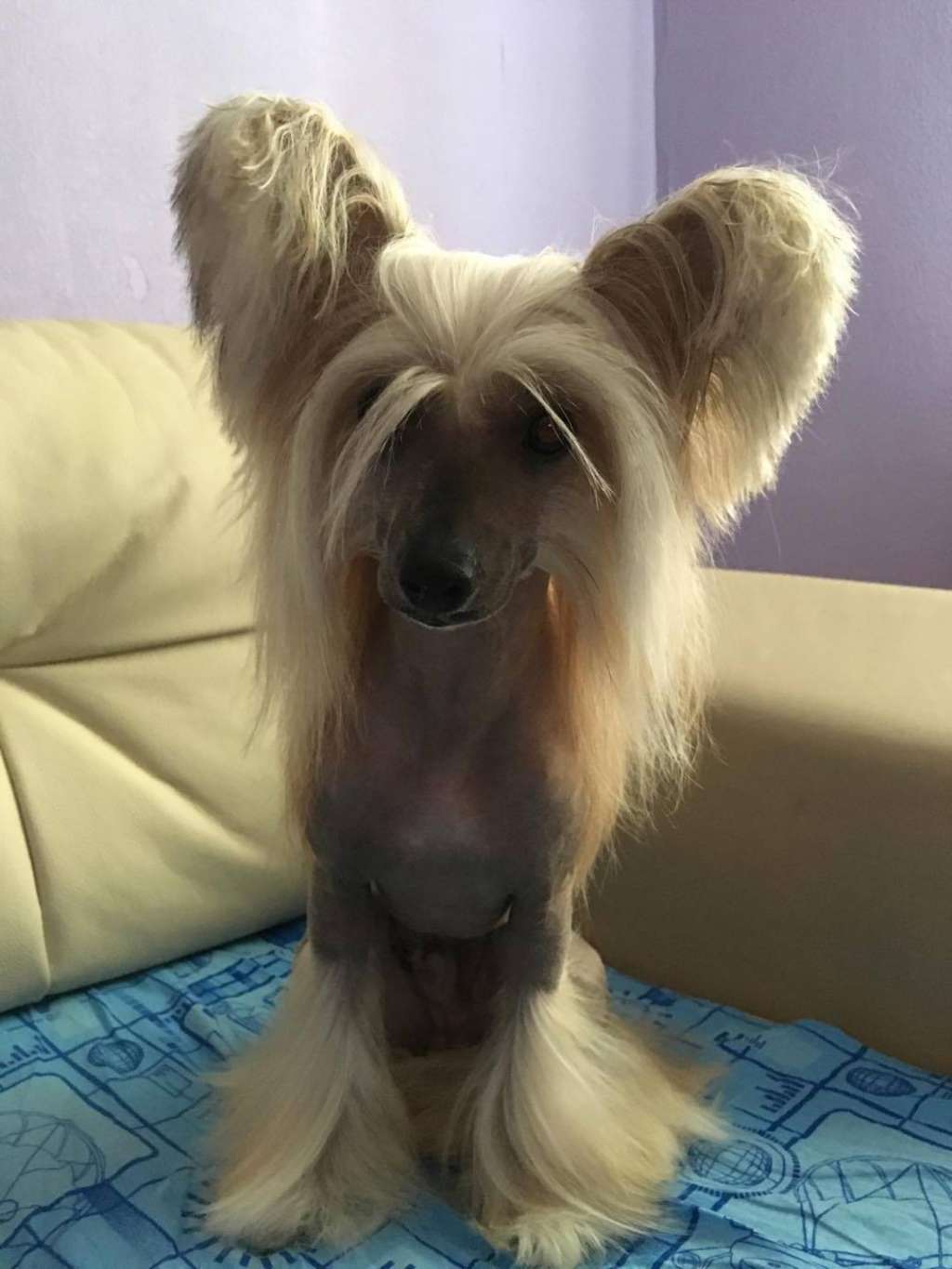 Zlato Volmari Vincent