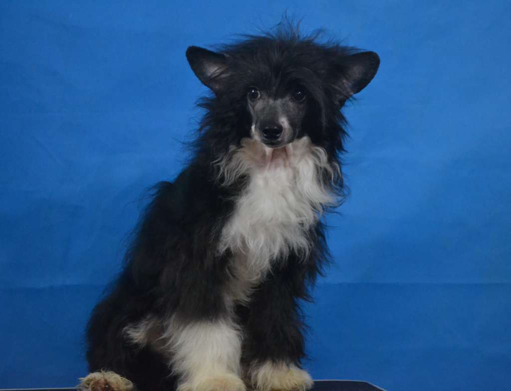 Ketrin Kristol Gudvin