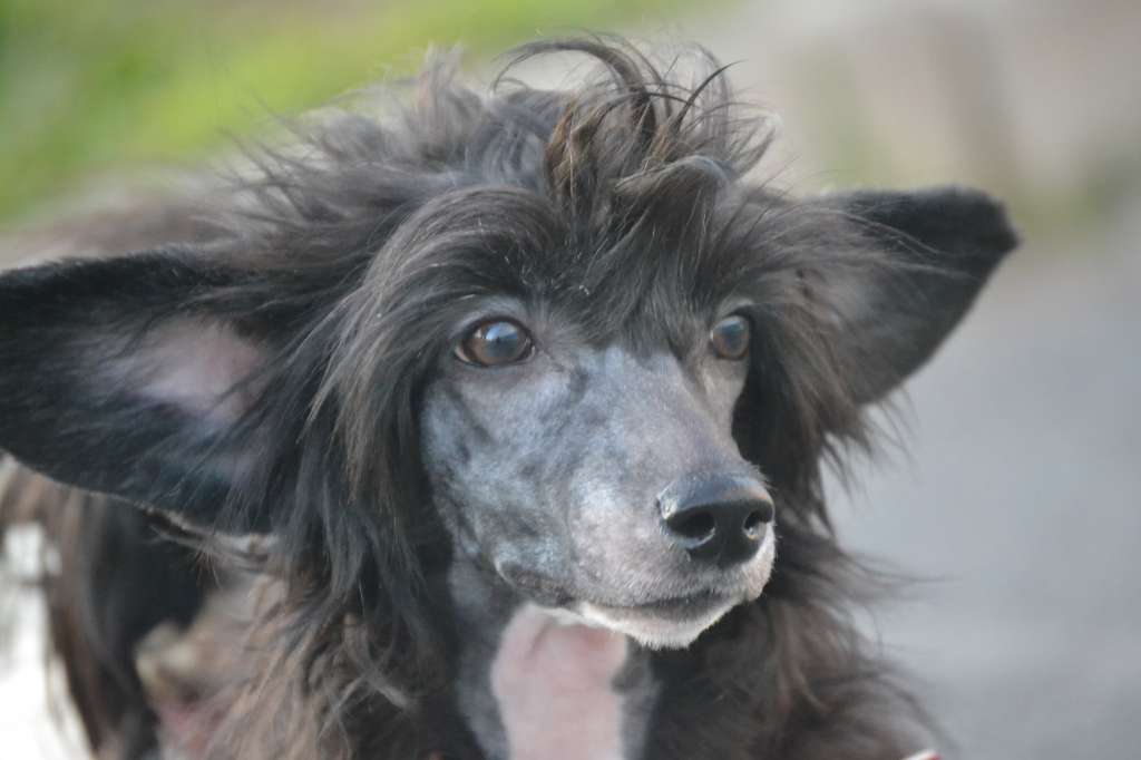 Ketrin Kristol Germiona