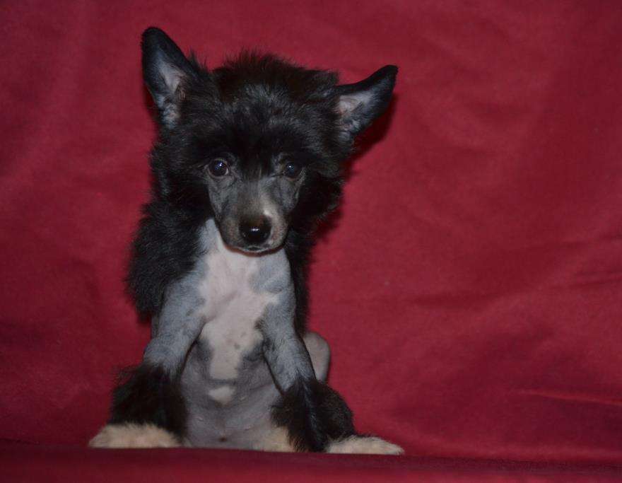 Ketrin Kristol Gabriella