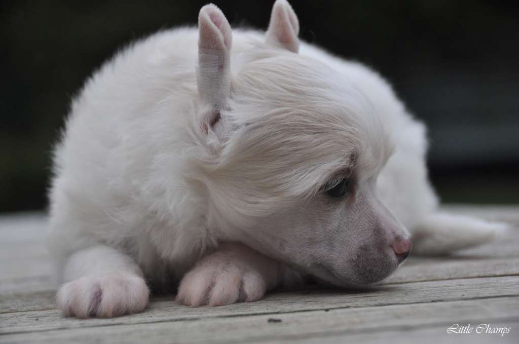 Leonore Rose Little Champs