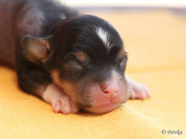 Zodellin Get On Your Boots