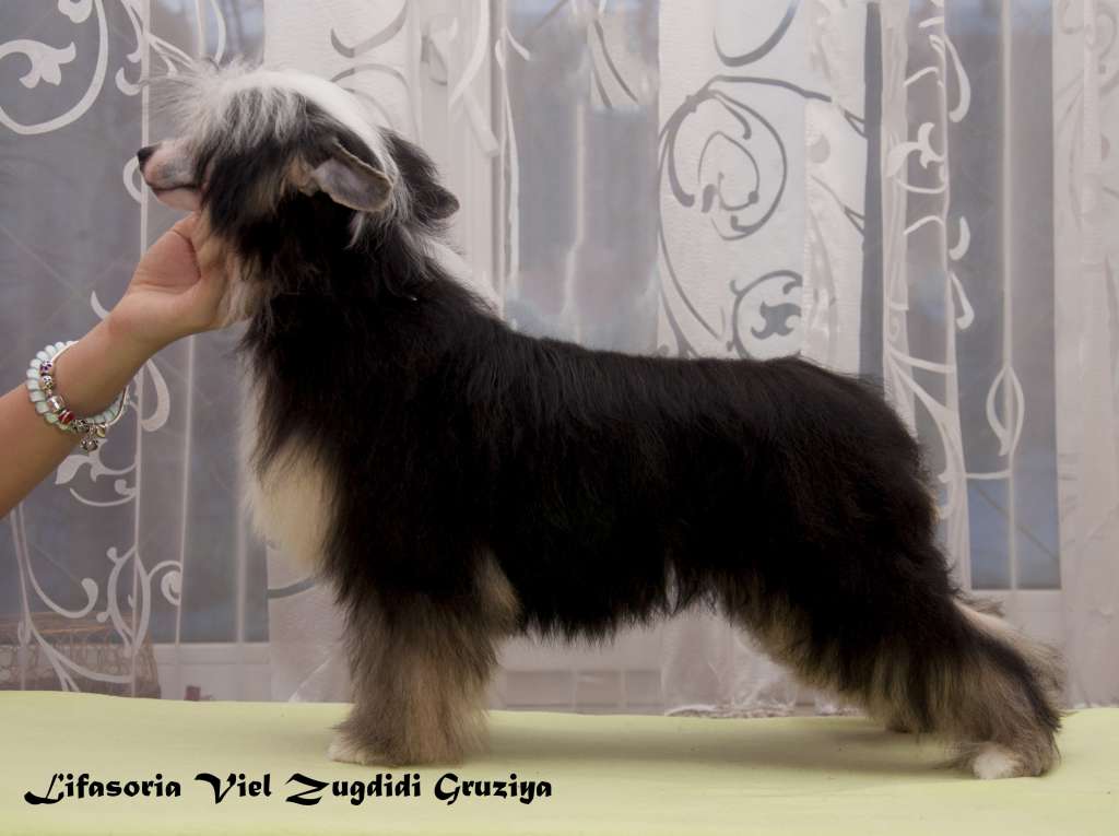 Lifasoria Viel Zugdidi Gruziya